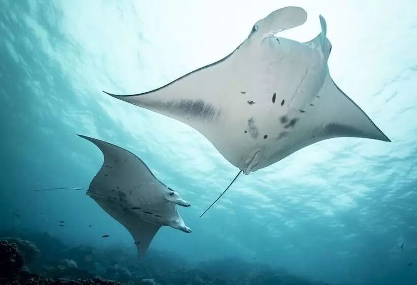 Manta Ray Bay Resort