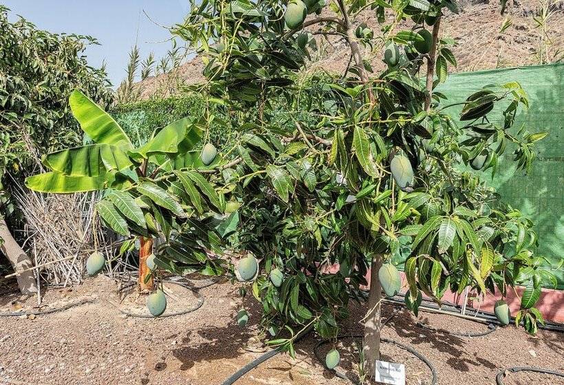 Sol Mogan Suites - Adults Only