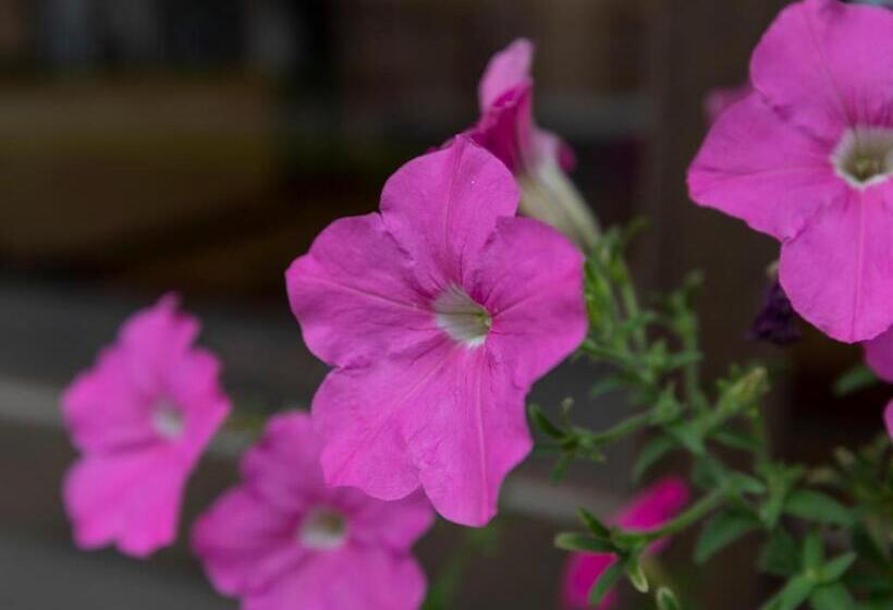 ريوكان Tabist Matsuekan