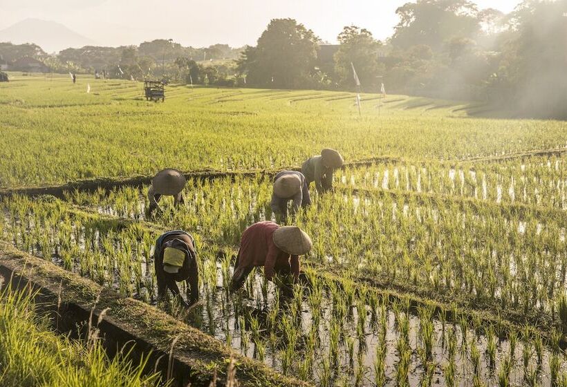 בית מלון כפרי Como Uma Canggu