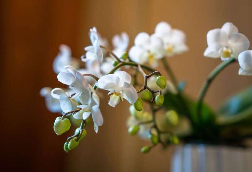 בית מלון כפרי Opus Xvi