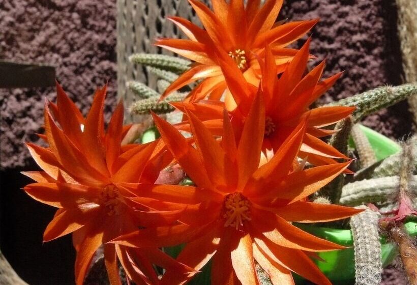 הוסטל Hostal La Antigua