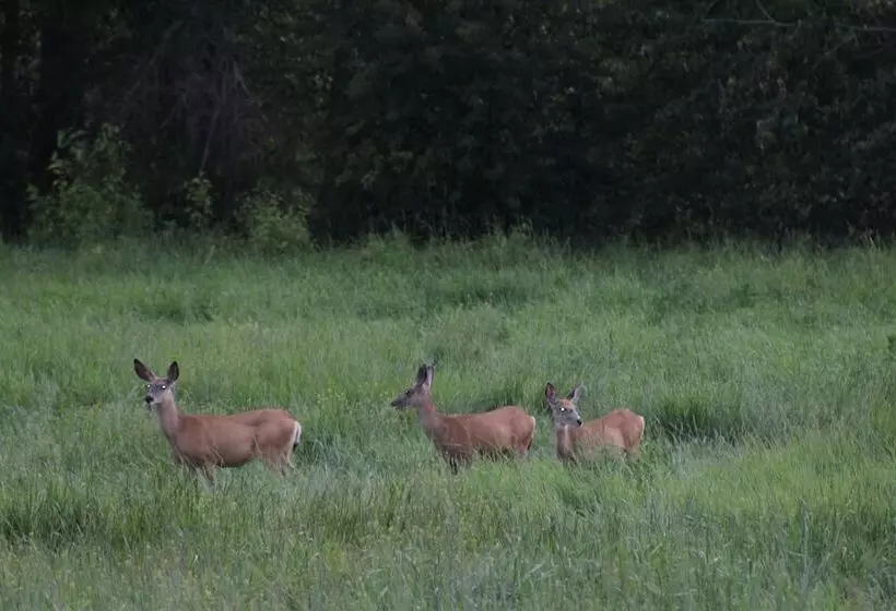 Bitterroot River B&b