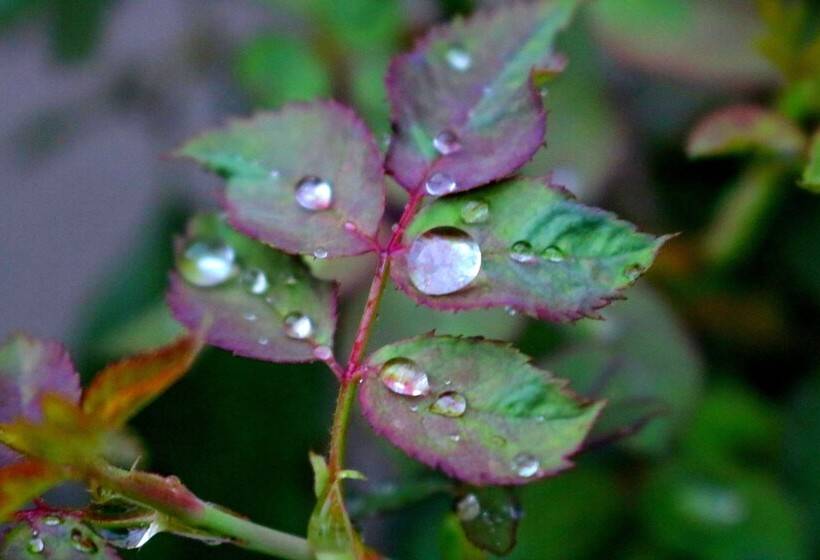 هتل Peacock   A Family Run