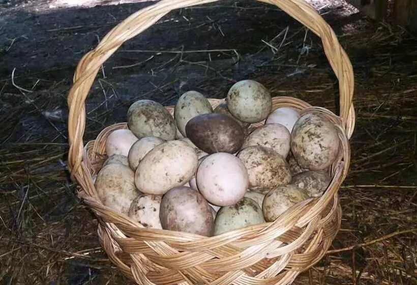 Maaseutuhotelli Farma Sotira