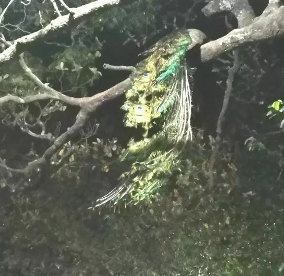 Hotelli Hostalito El Greco