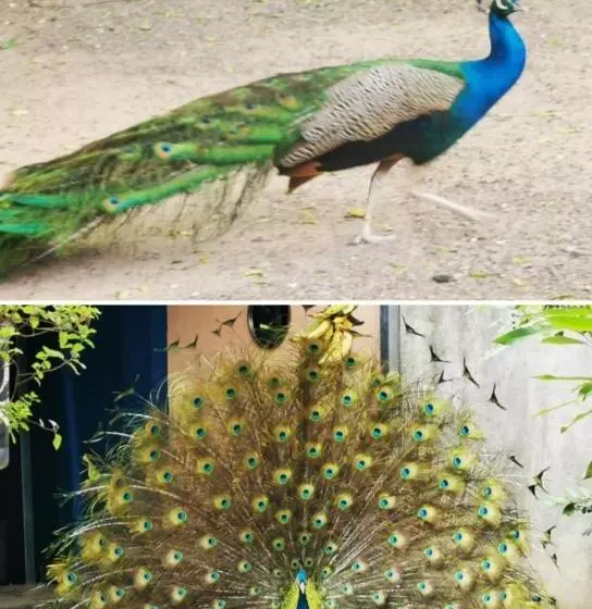 Hotelli Hostalito El Greco