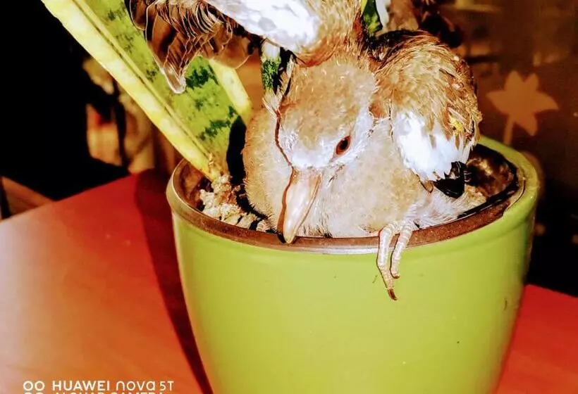 Hotelli Hostalito El Greco