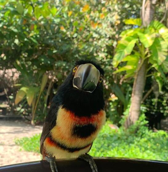 Bed and Breakfast Bohemia Beach