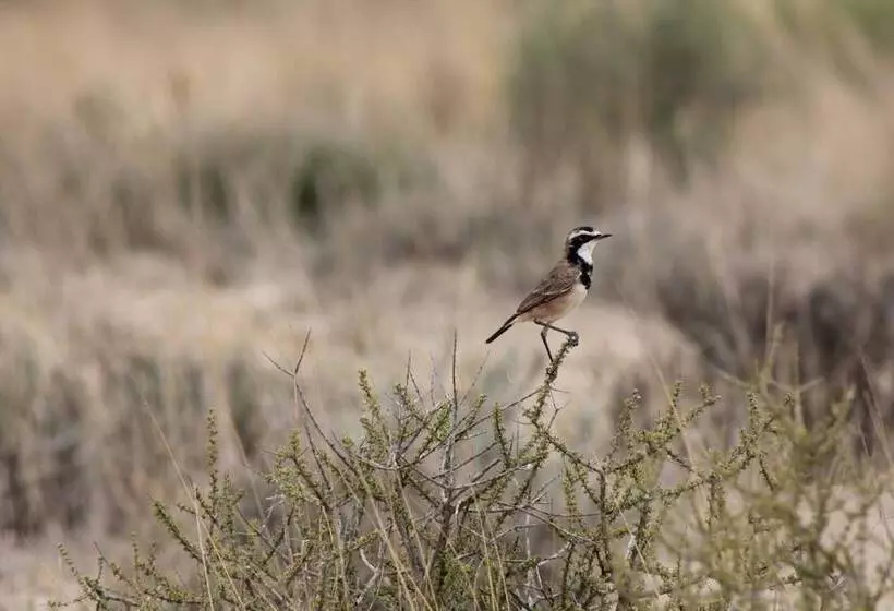 ホテル Eldorado Lodge Cc