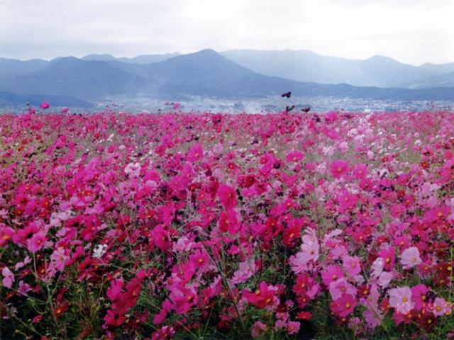 ريوكان Shirakabako View