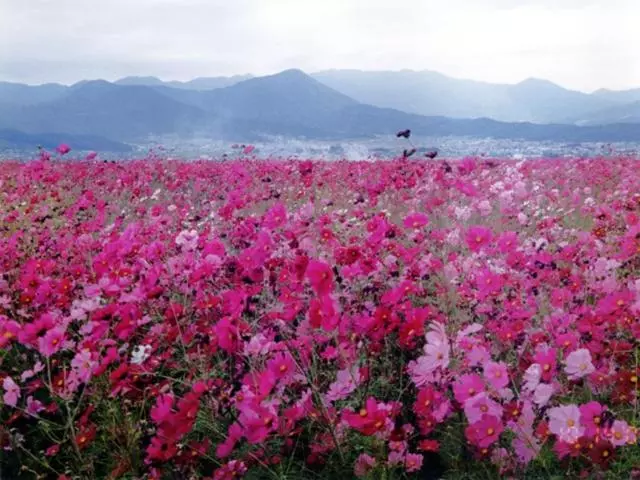 Ryokan Shirakabako View