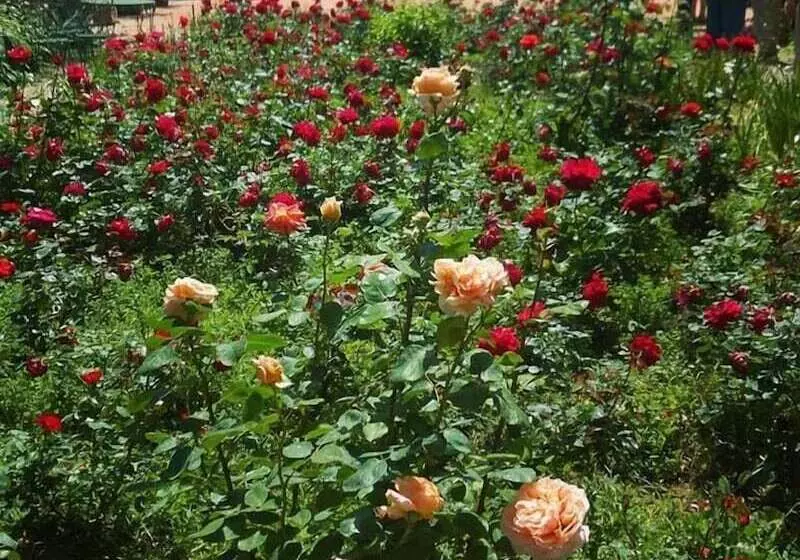 Aamiaismajoitus (B&B) Agriturismo La Fattoria Di Capezzana