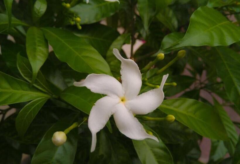 فندق Galle Camellia