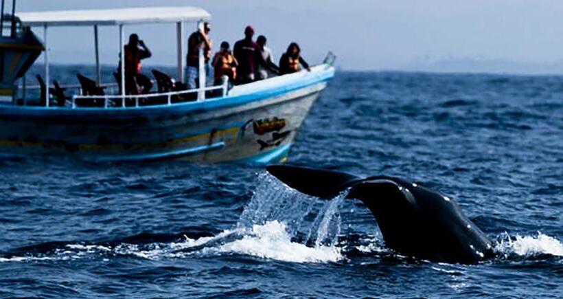 فندق Galle Camellia