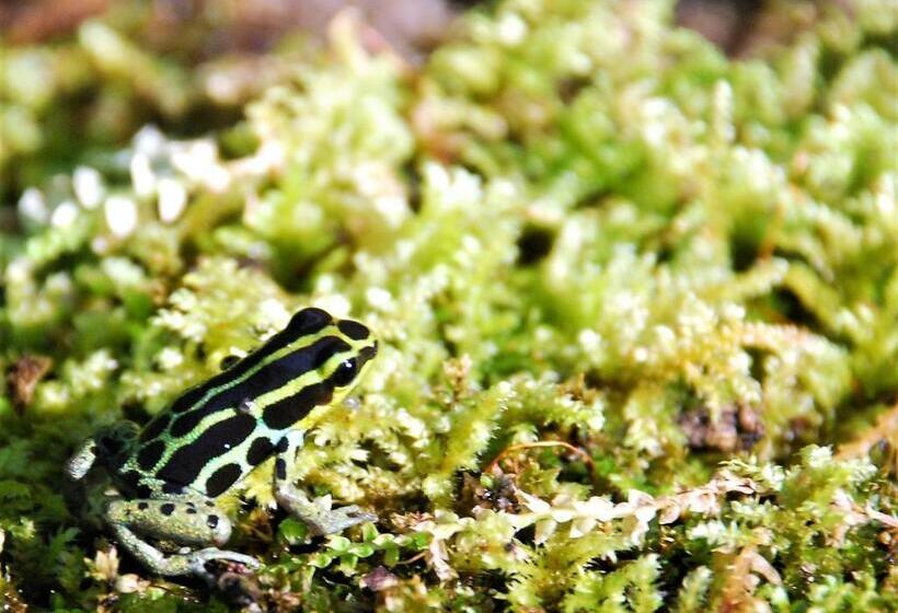 Arahuana Jungle Resort & Spa