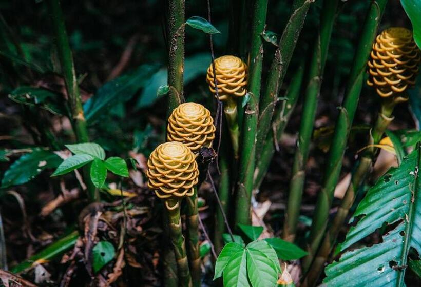 Arahuana Jungle Resort & Spa