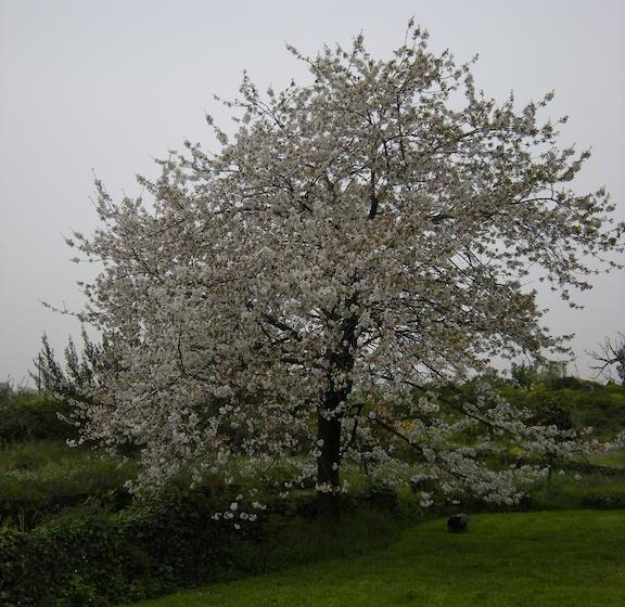 צימר L Albero Di Alberto