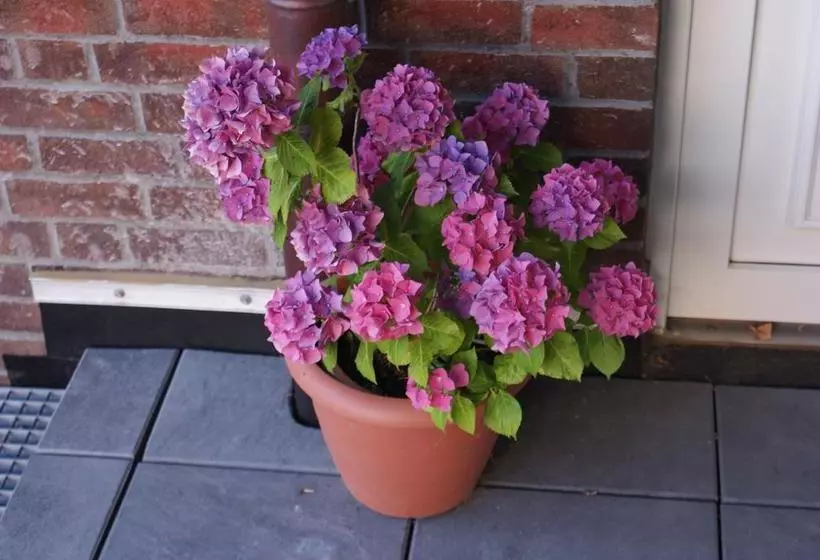 Hotelli Nordsee  Friesenhus