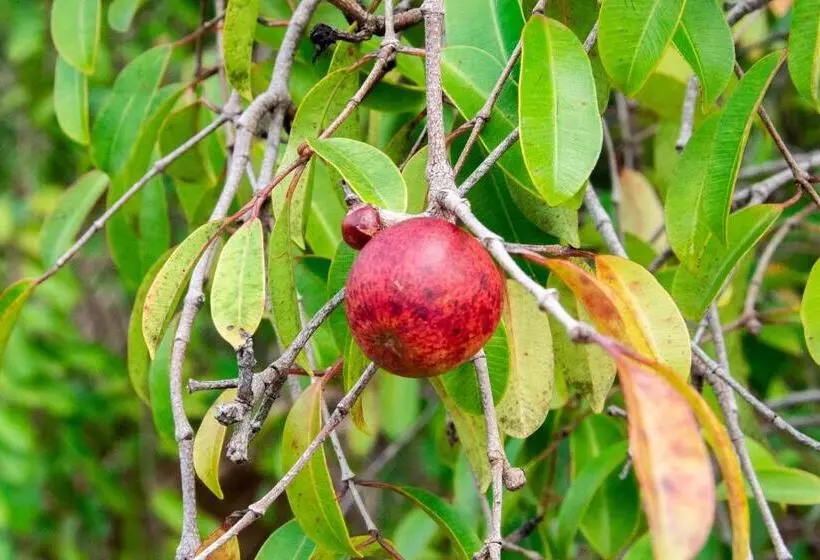 Retkeilymaja Vila Flor Eco Centro