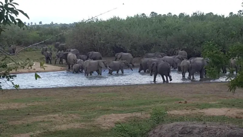 ホテル Africa Safari Selous