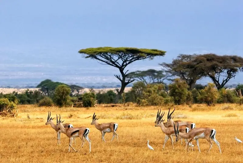 ホテル Africa Safari Selous