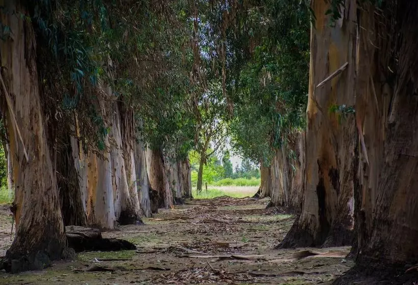 Hotelli Hacienda Histórica Marchigüe
