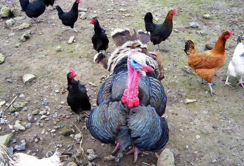 تختخواب و صبحانه Valley Lodge