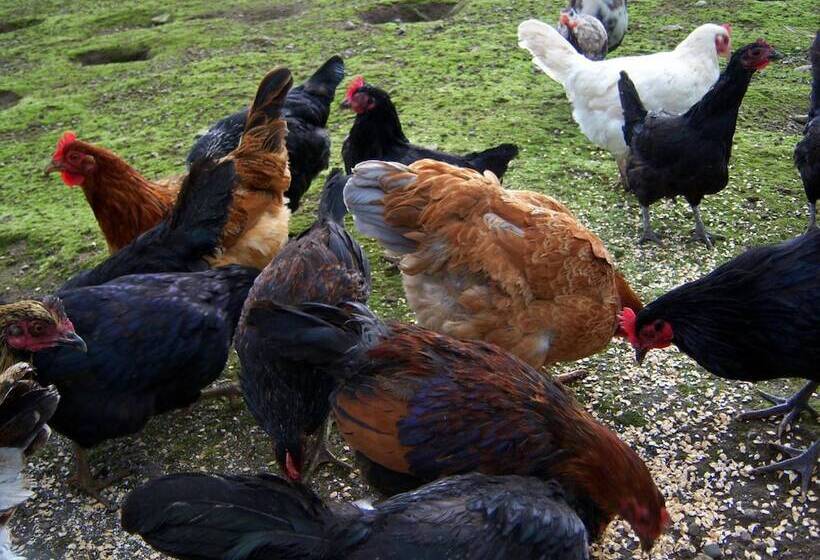 تختخواب و صبحانه Valley Lodge