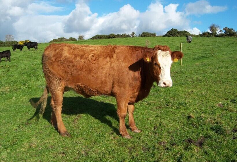 تختخواب و صبحانه Valley Lodge