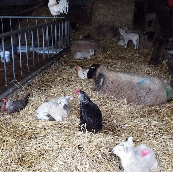 تختخواب و صبحانه Valley Lodge