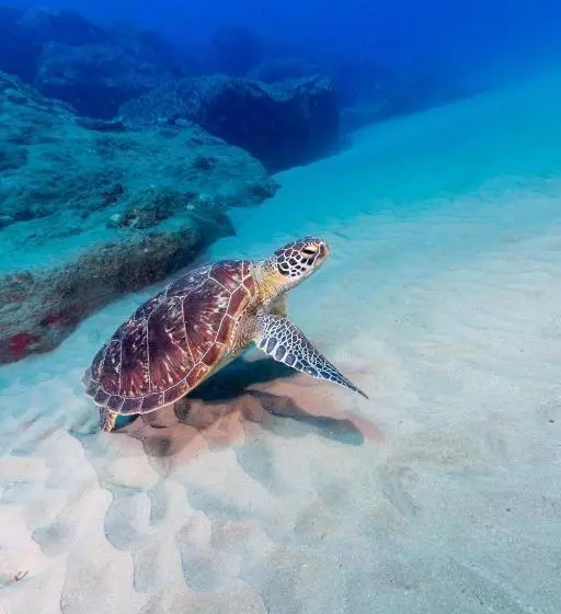 Hotelli Sodwana Bay Lodge Dive & Fishing Resort