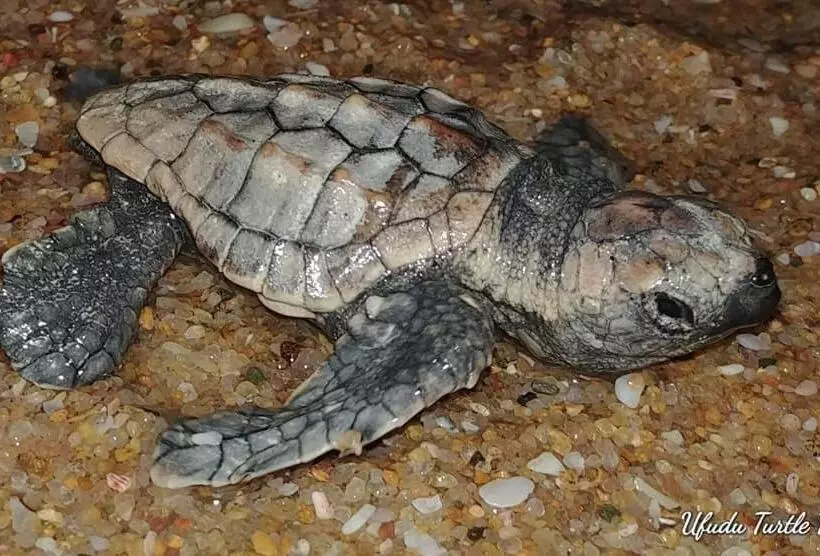 Hotelli Sodwana Bay Lodge Dive & Fishing Resort