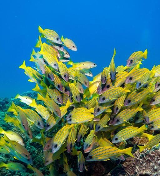 酒店 Sodwana Bay Lodge Dive & Fishing Resort