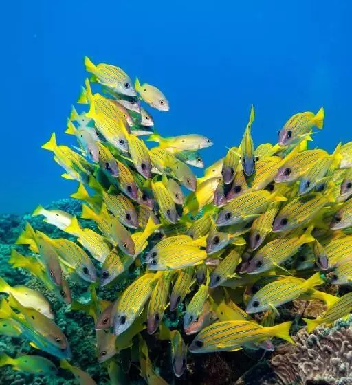 Hotelli Sodwana Bay Lodge Dive & Fishing Resort