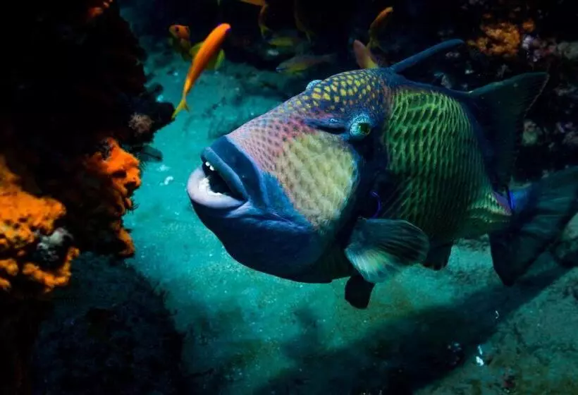 Hotelli Sodwana Bay Lodge Dive & Fishing Resort