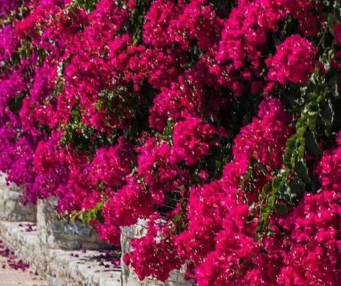 Niriides Hotel Apartments