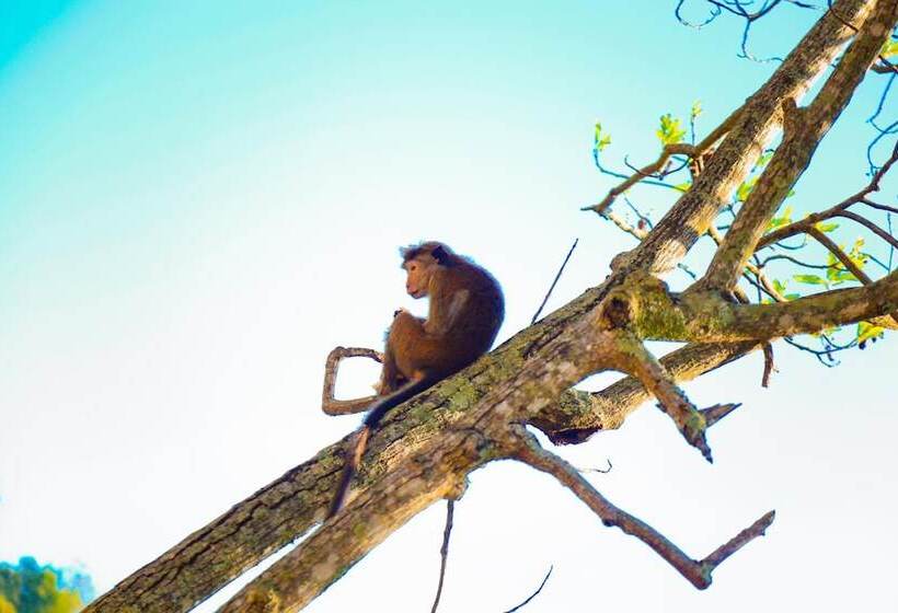 ホテル Ella Alpine Resort