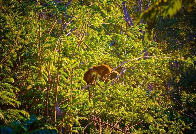 ホテル Ella Alpine Resort