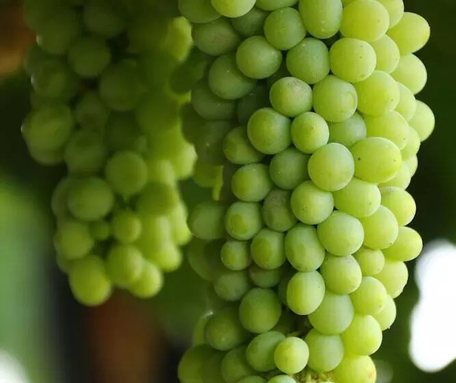 ホテル Cana Vineyard Guesthouse