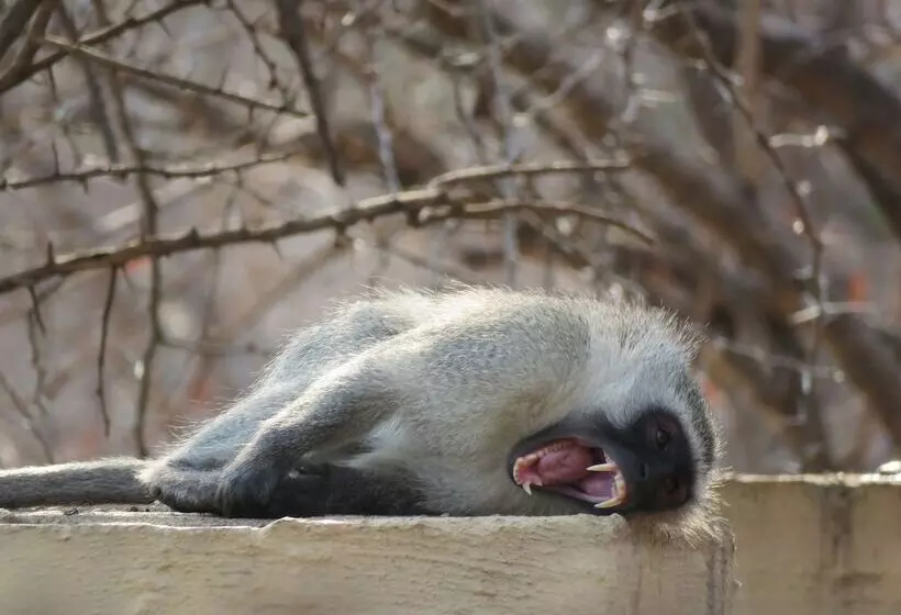 هتل Wild Dog Guest Lodge