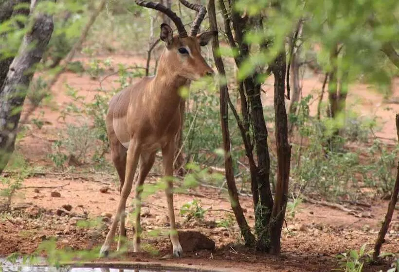 هتل Wild Dog Guest Lodge