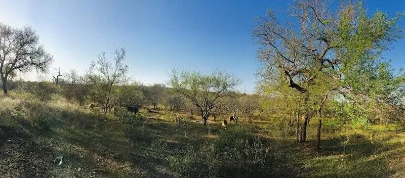هتل Wild Dog Guest Lodge