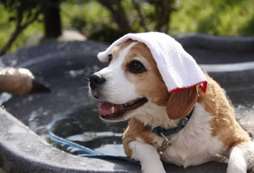 هتل Kinugawa Kokusai