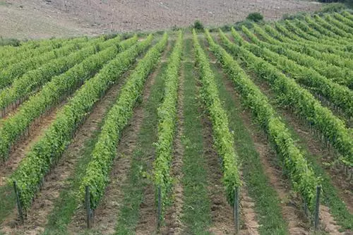 Hotelli Borgo Carpineto