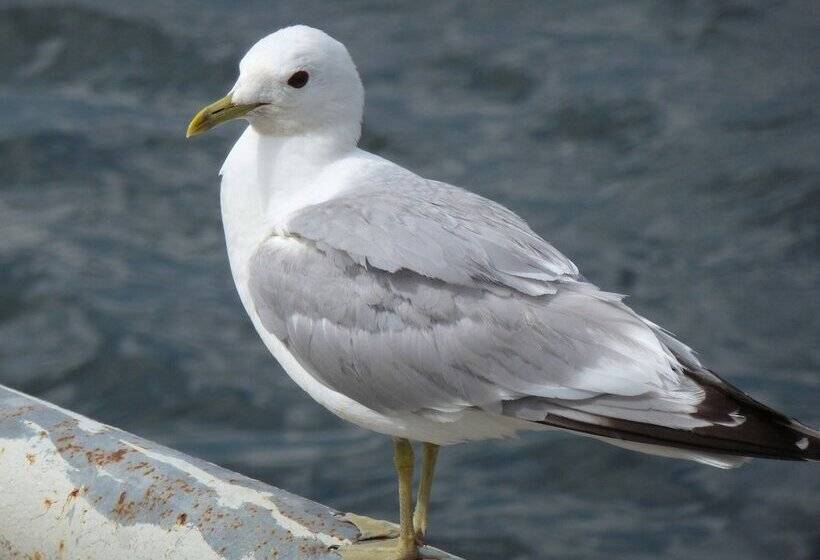 בית מלון כפרי Pension Am Burgwall