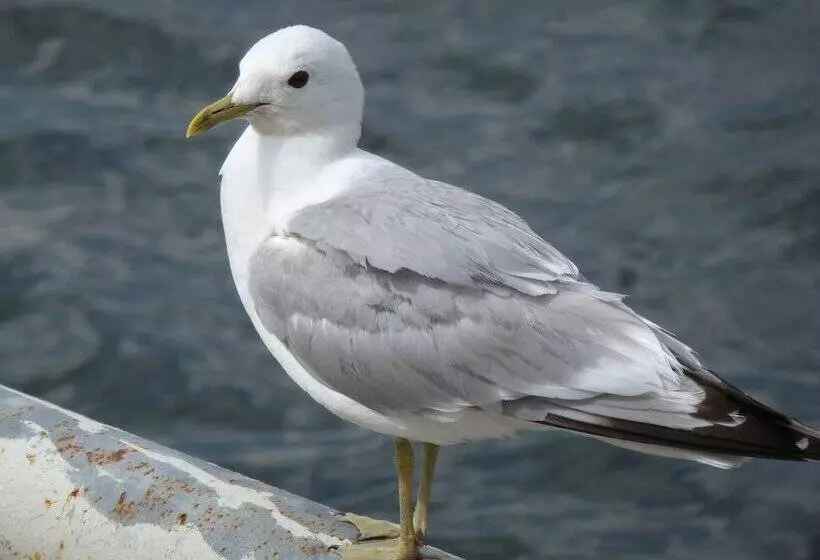 Hotelli Pension Am Burgwall