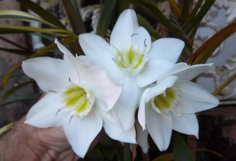 Hotelli Pousada Do Mendonça