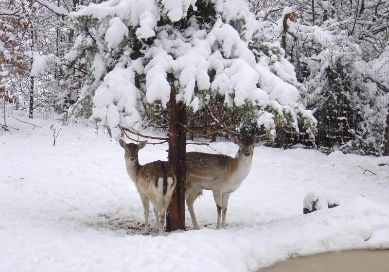 בית מלון כפרי Xenios Chalets