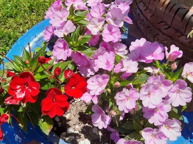 בית מלון כפרי Pousada Flora Búzios